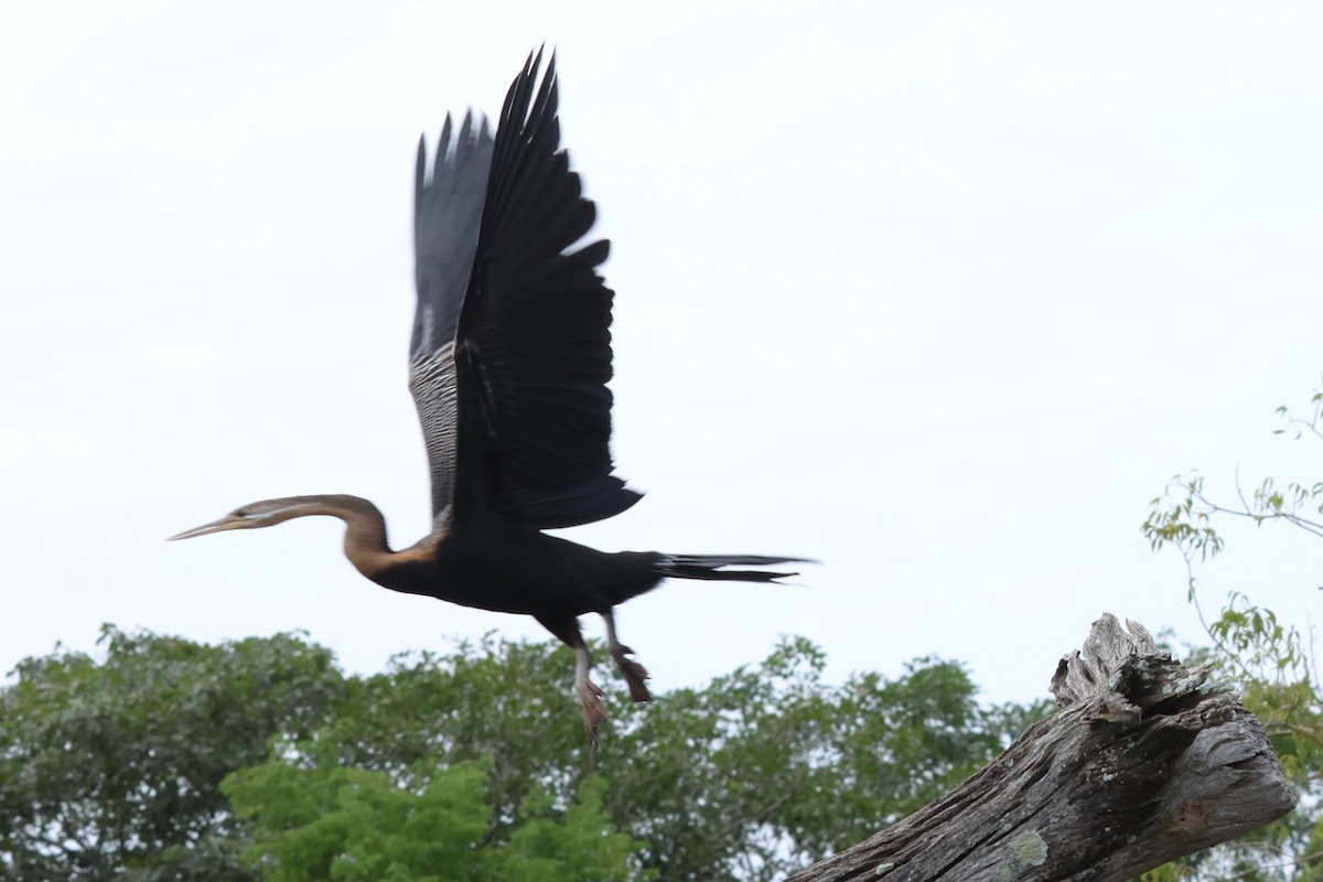 アフリカヘビウ - ML644332048