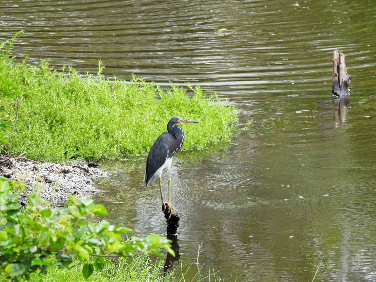 Tricolored Heron - ML644332049