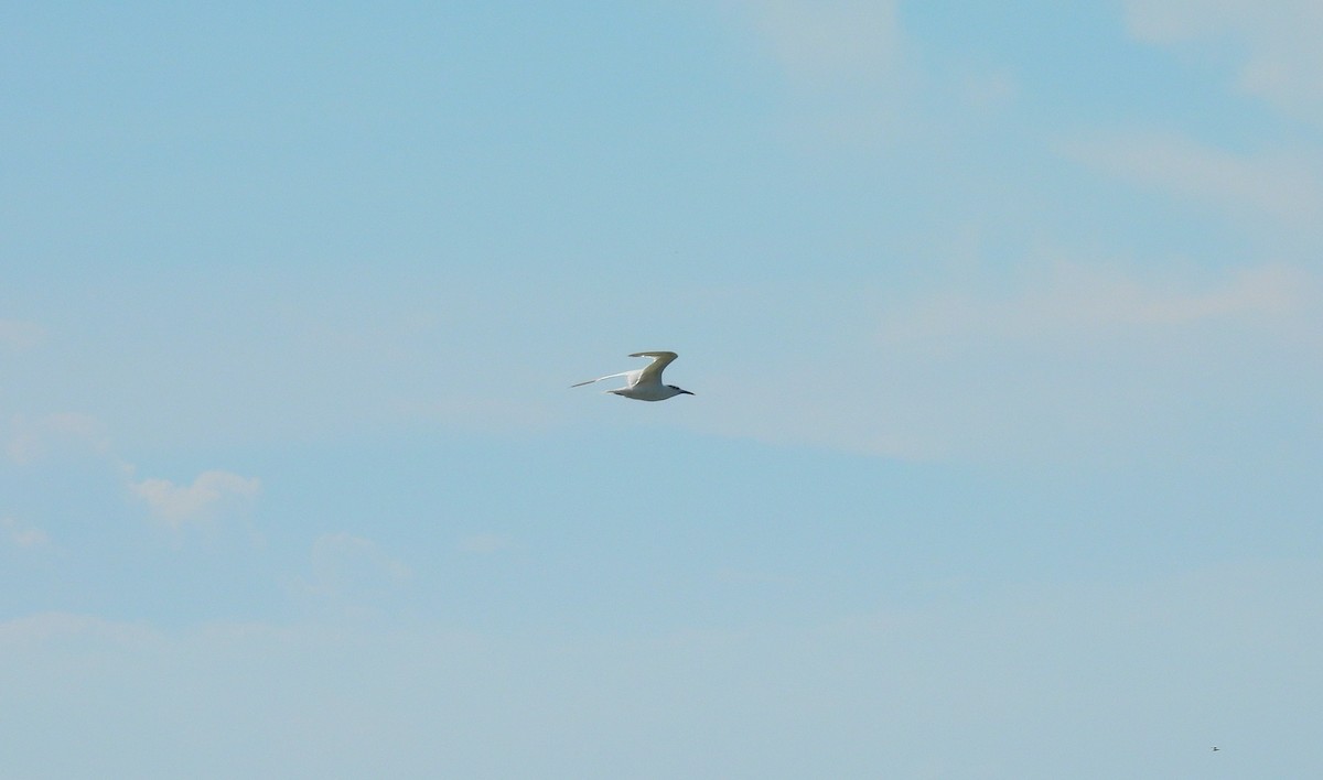 Sandwich Tern - ML644332069