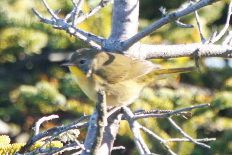Common Yellowthroat - ML644332070
