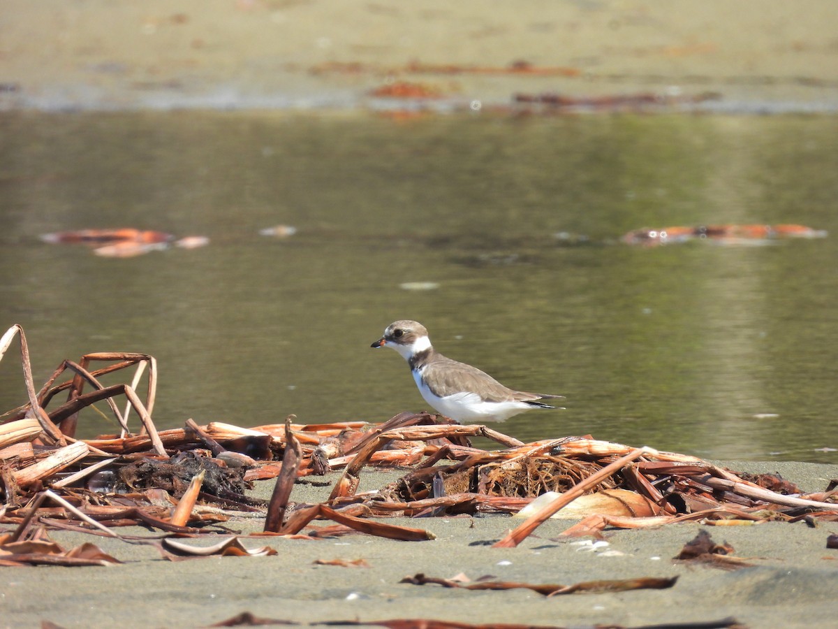 Semipalmated Plover - ML644332079