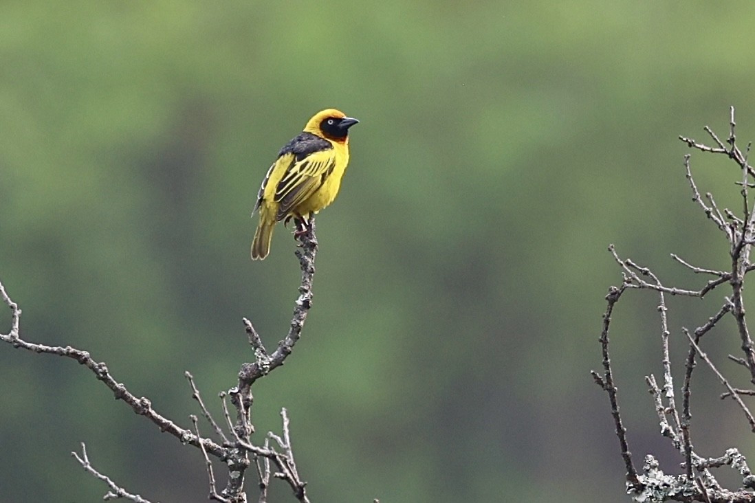 Black-chinned Weaver - ML644332084