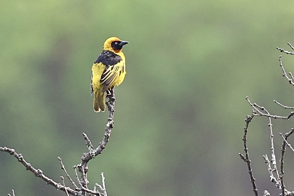 Black-chinned Weaver - ML644332085