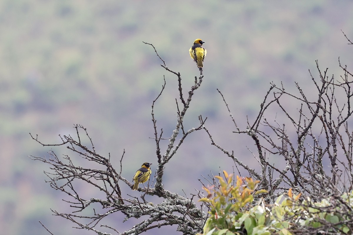 Black-chinned Weaver - ML644332086