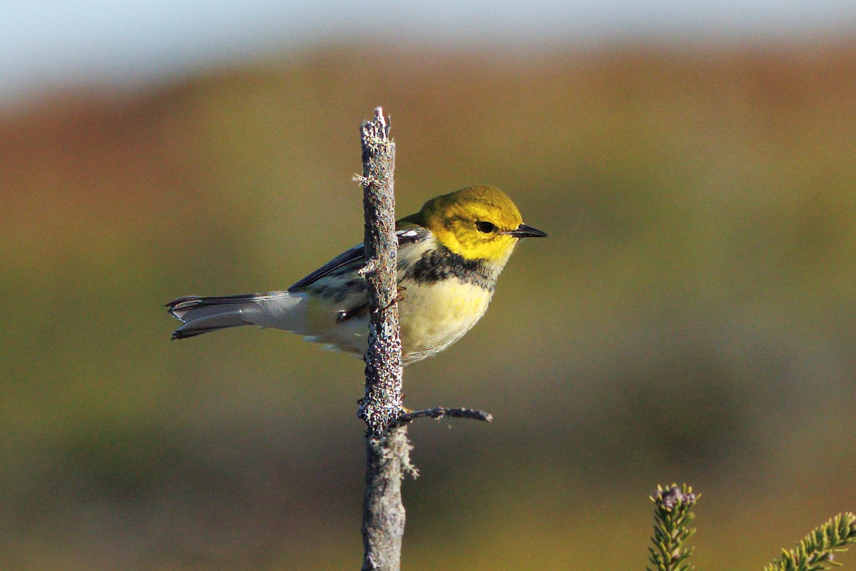 ノドグロミドリアメリカムシクイ - ML644332087