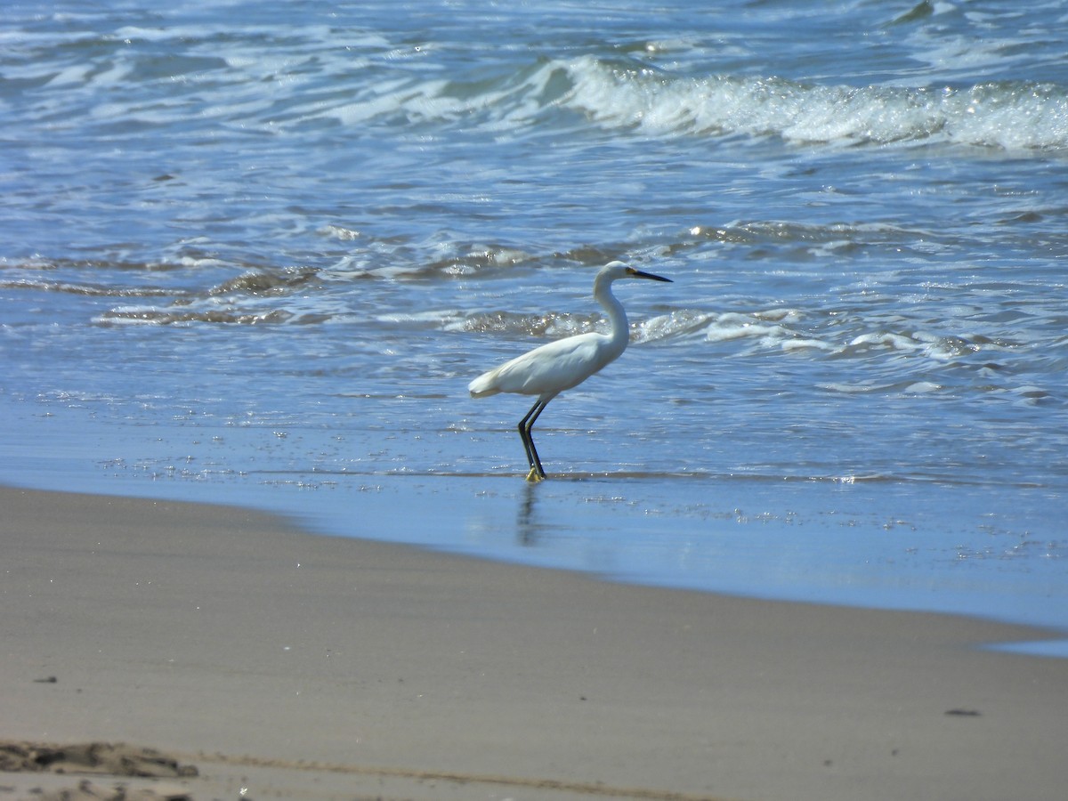 Snowy Egret - ML644332088