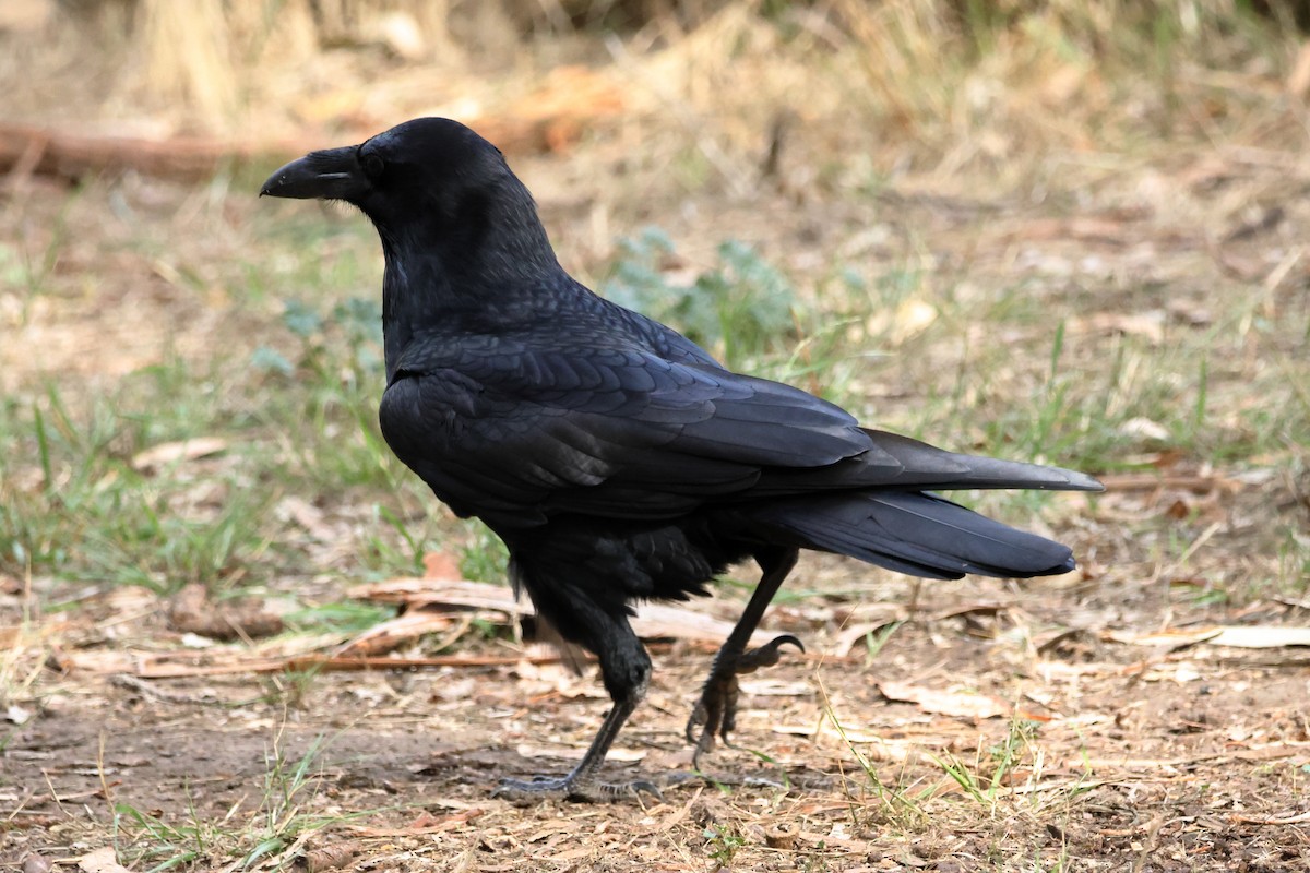 Common Raven - ML644332089