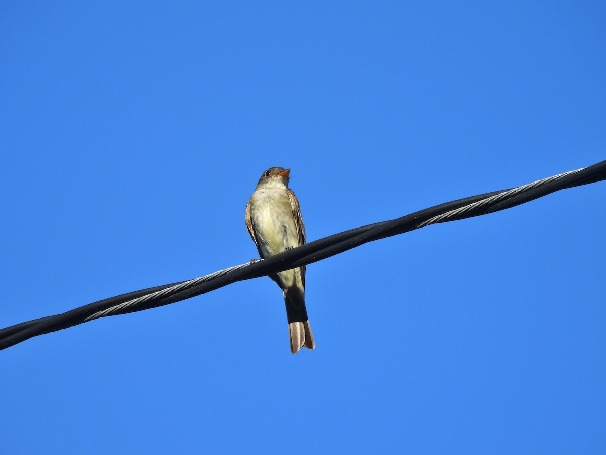 Eastern Wood-Pewee - ML644332091