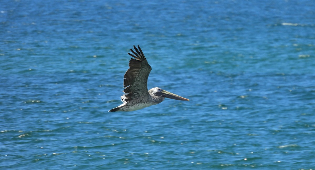 Brown Pelican - ML644332102