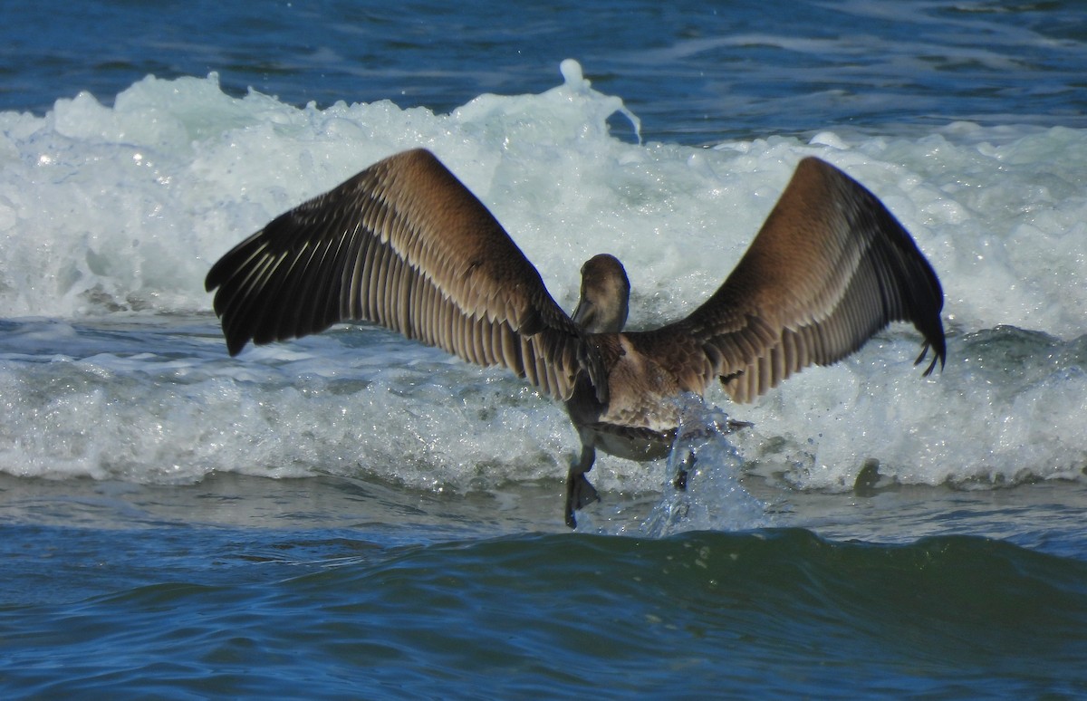 Brown Pelican - ML644332103