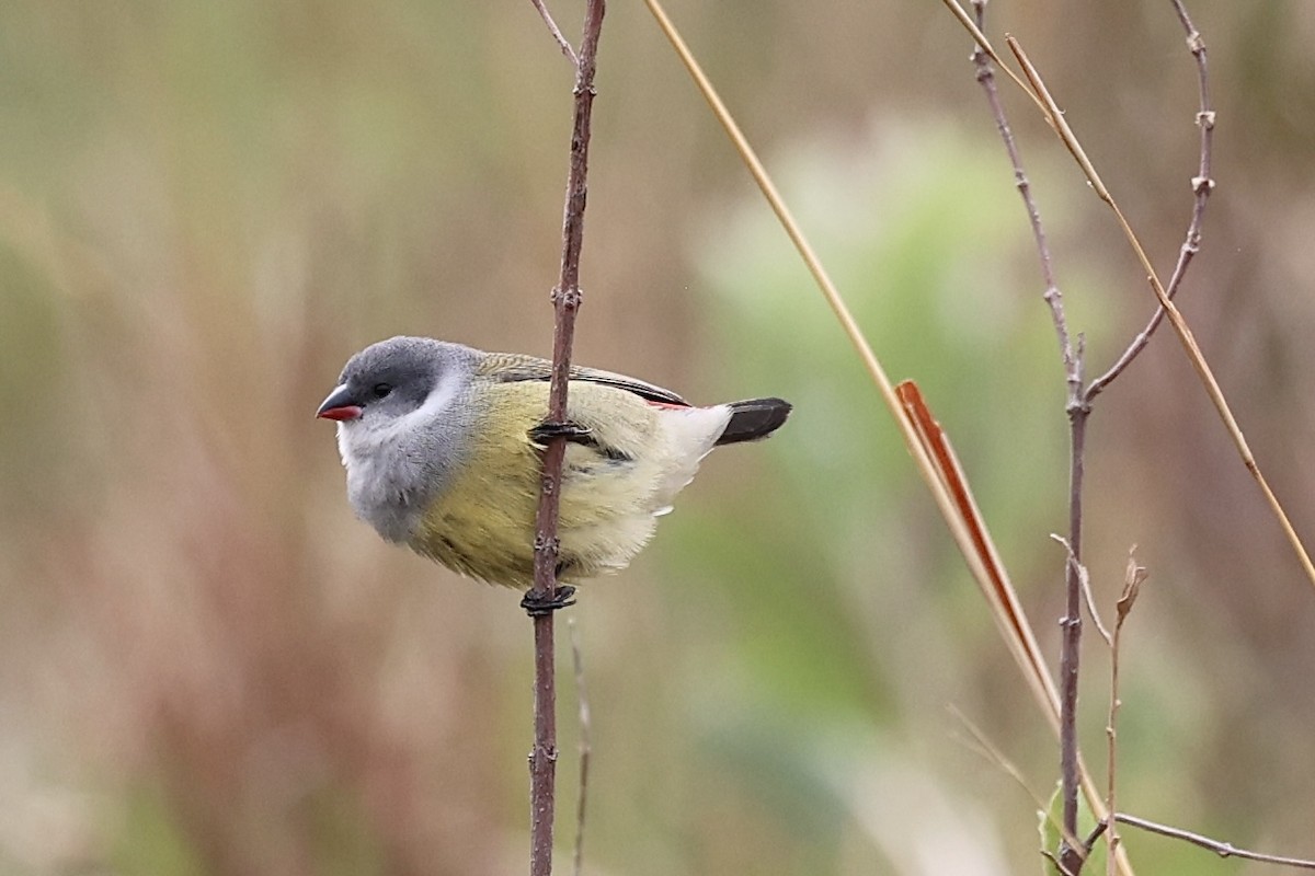 Angola Waxbill - ML644332107