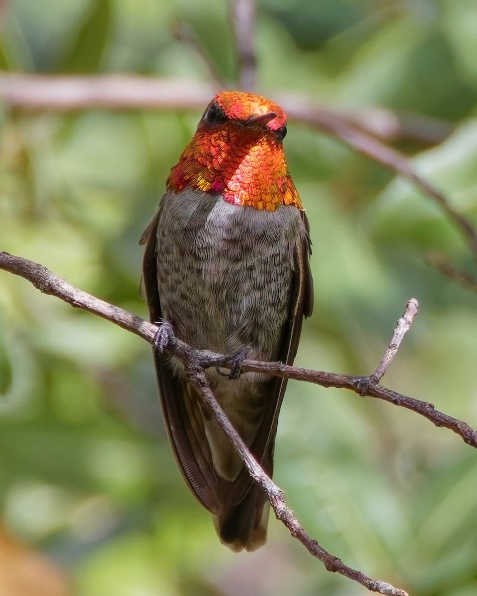 Anna's Hummingbird - ML644332109