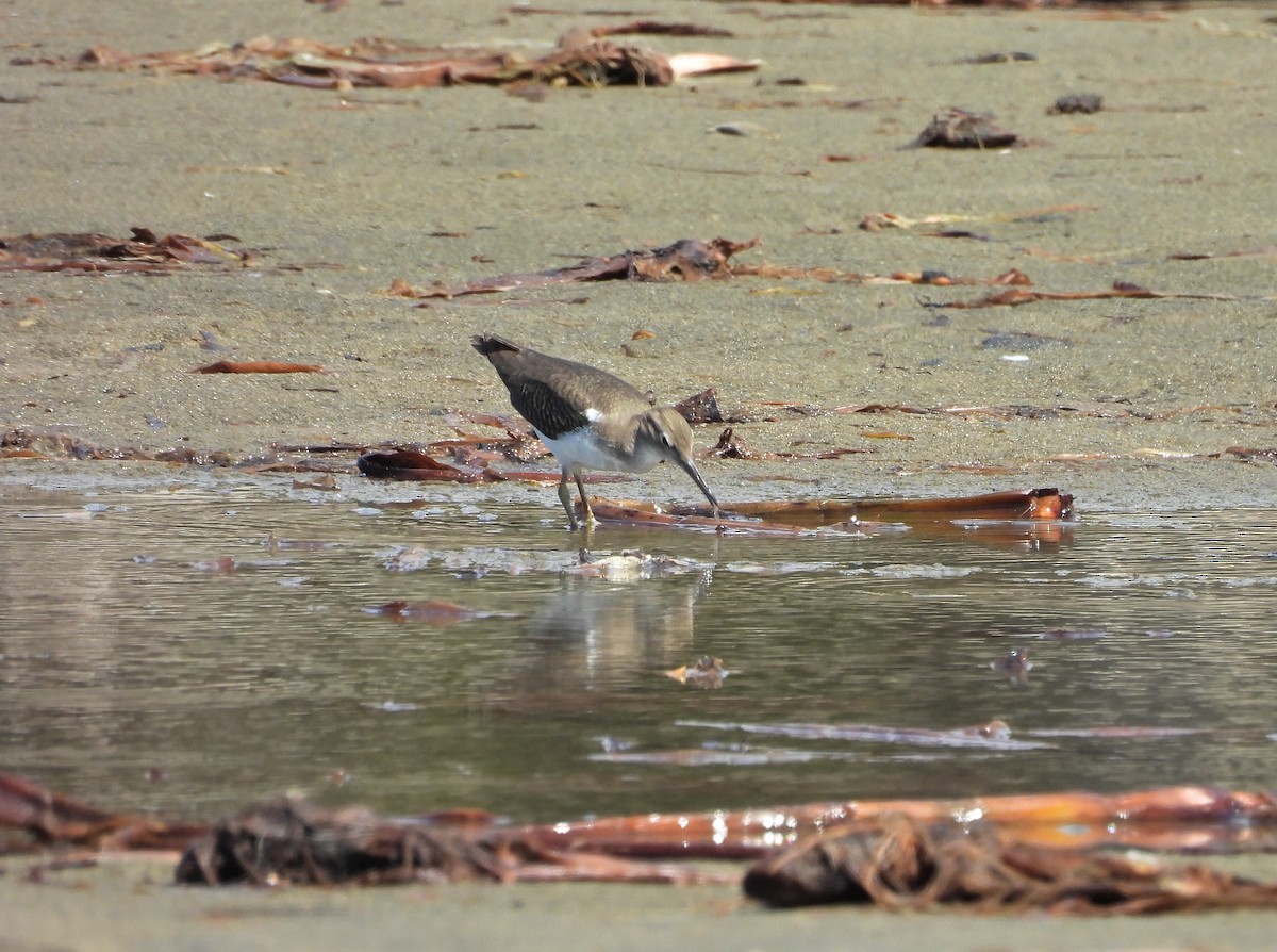 Spotted Sandpiper - ML644332113