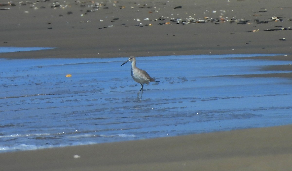 Willet - ML644332117