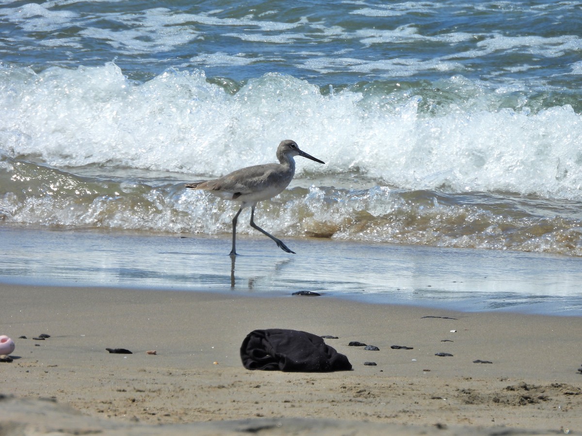 Willet - ML644332122