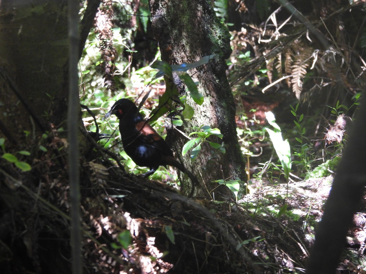 South Island Saddleback - ML644332131