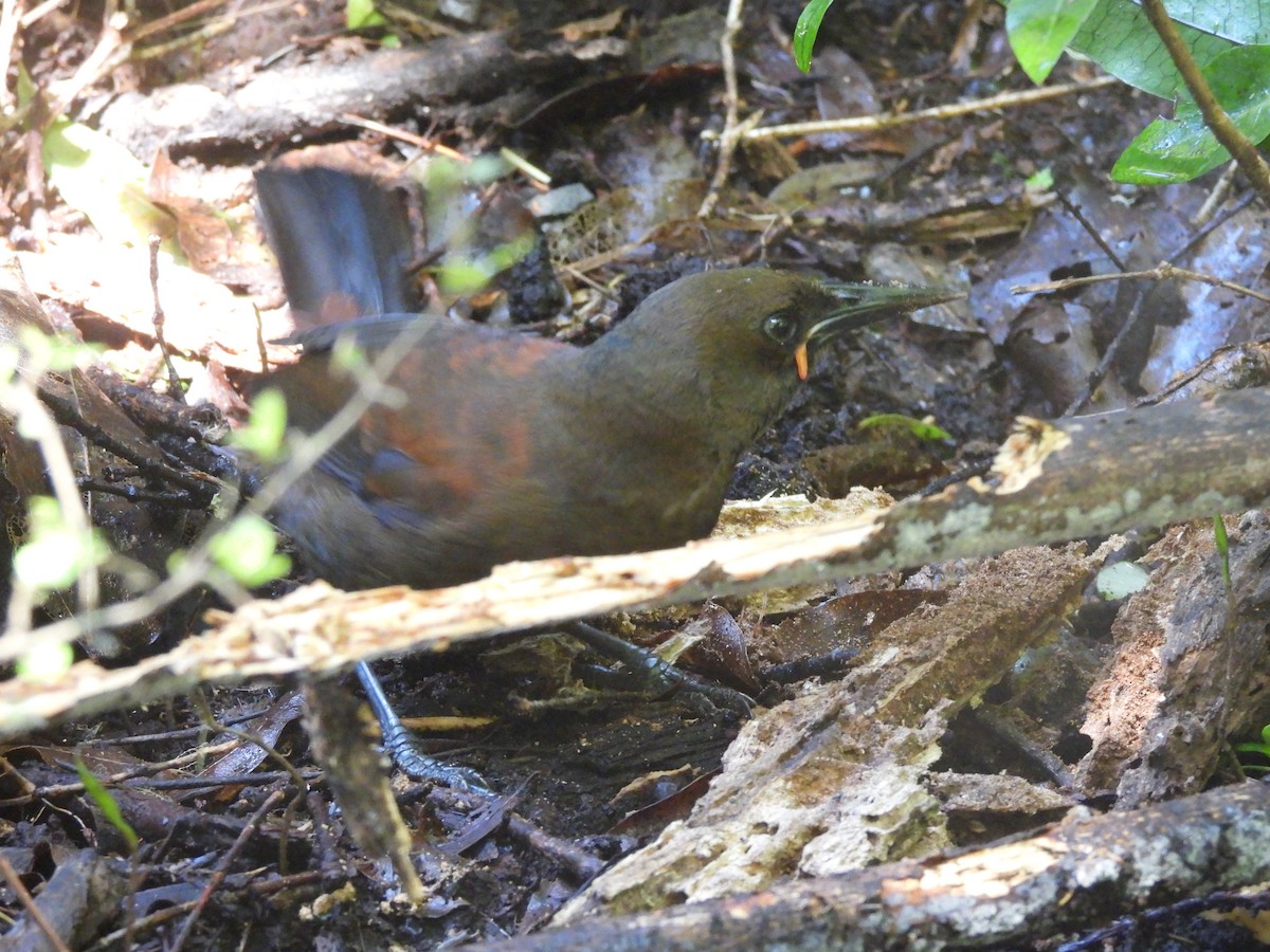 South Island Saddleback - ML644332132