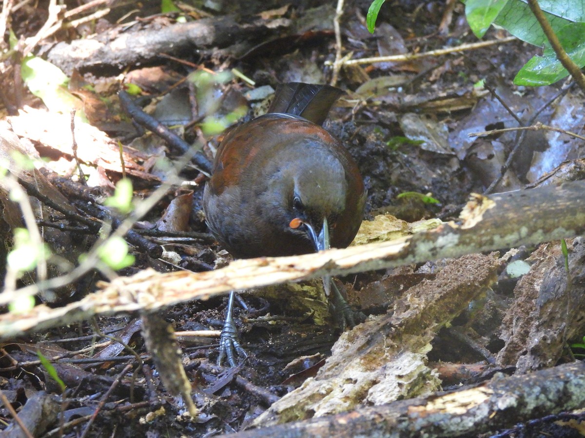 South Island Saddleback - ML644332133