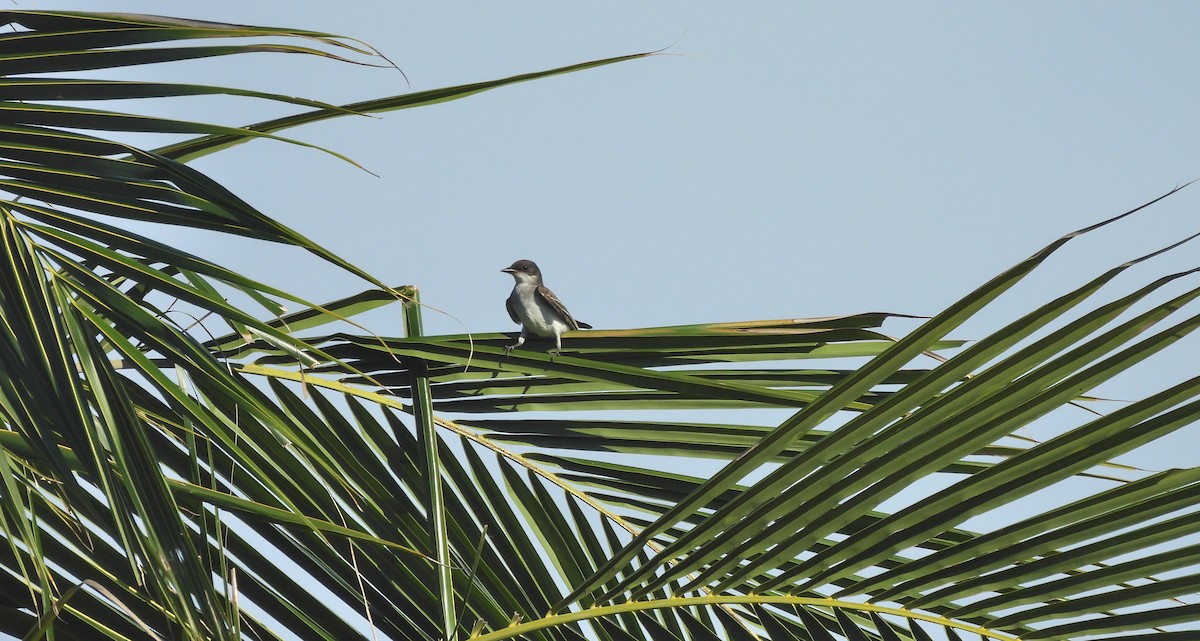 Eastern Kingbird - ML644332137