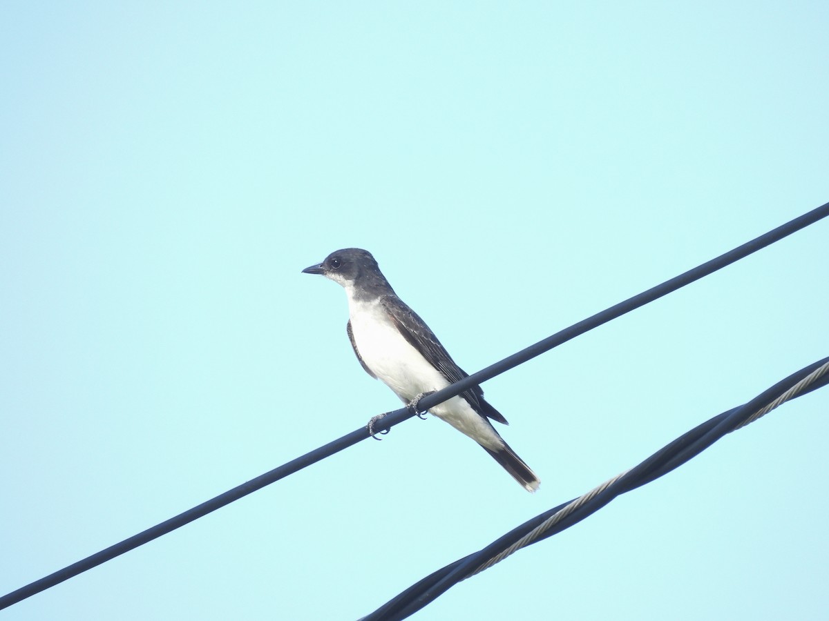 Eastern Kingbird - ML644332138