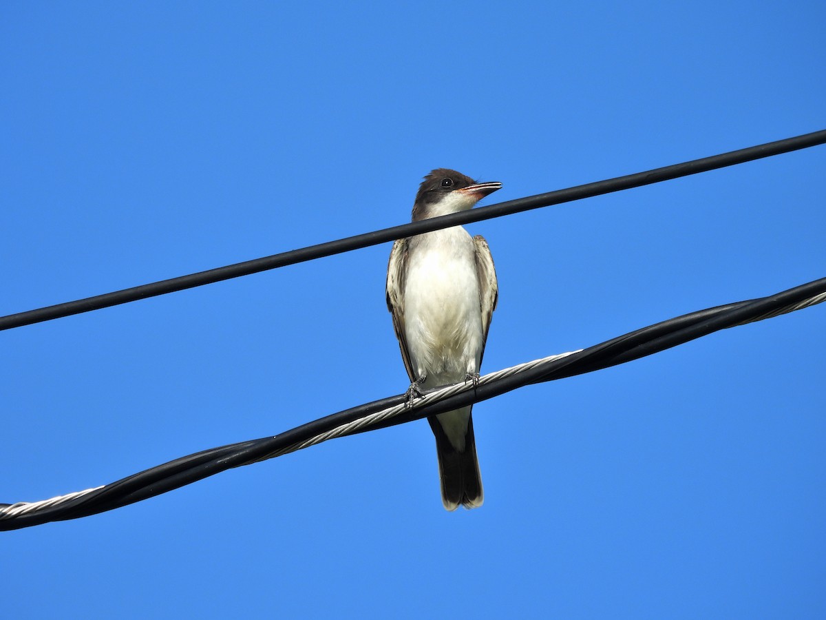 Eastern Kingbird - ML644332139