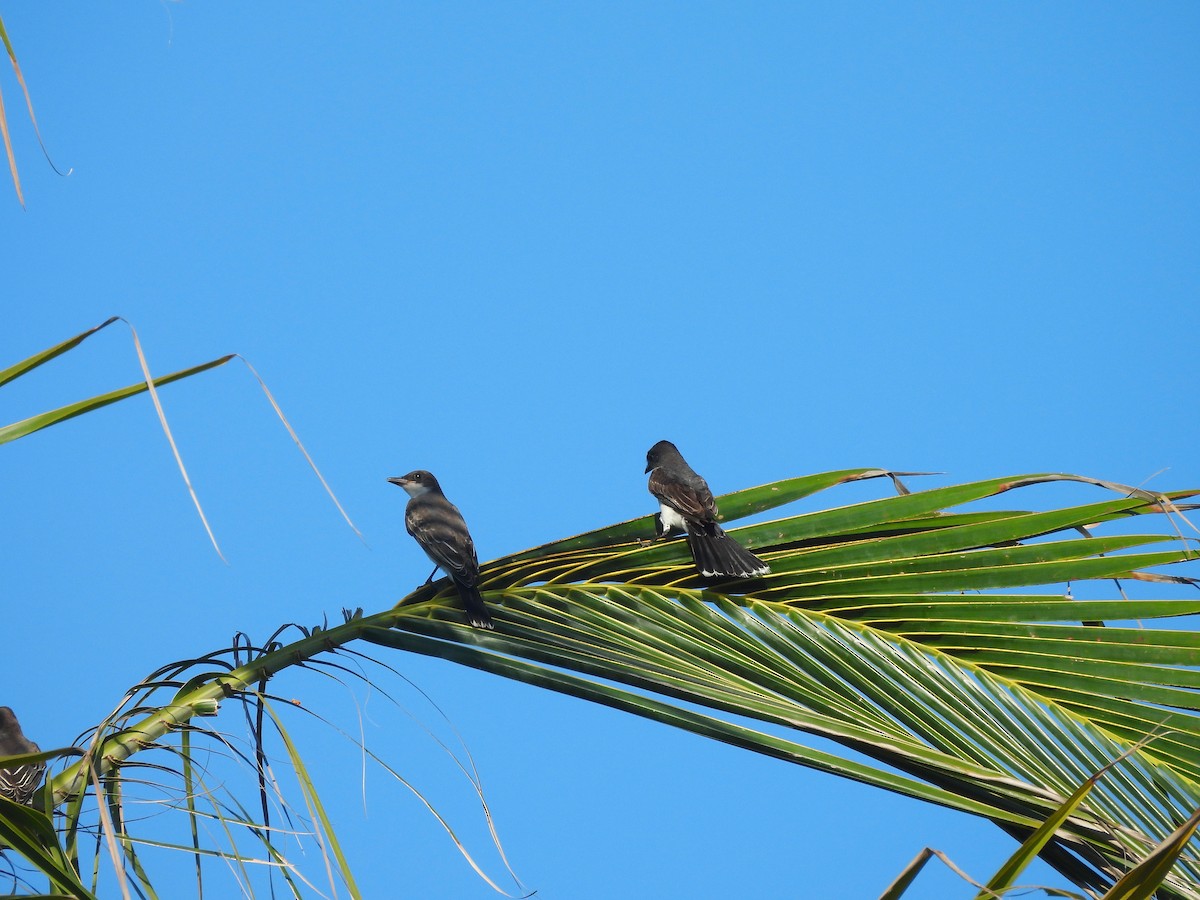 Eastern Kingbird - ML644332140