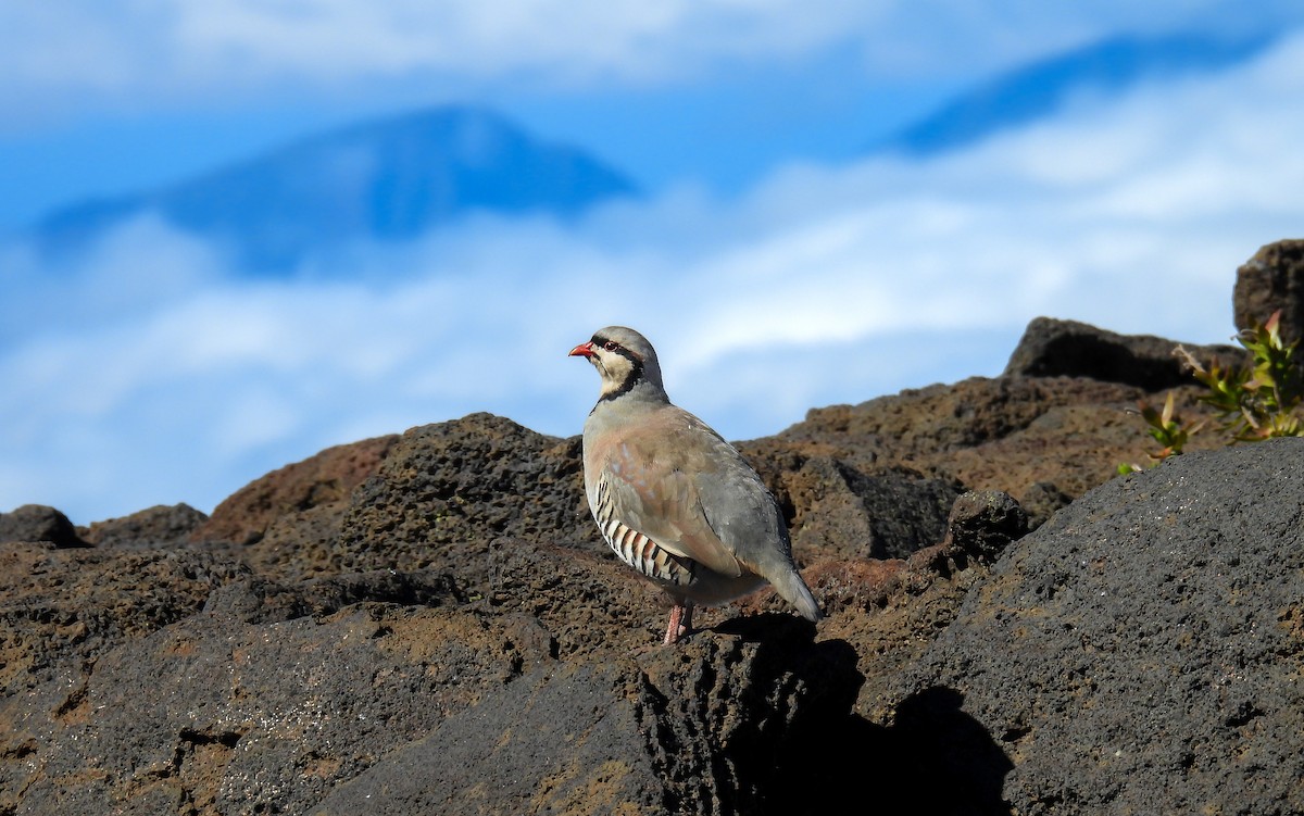 Кеклик - ML644332141