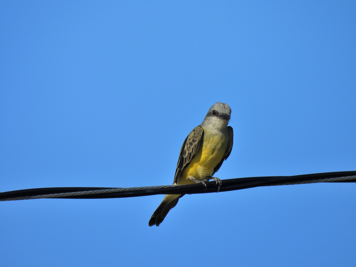 Tropical Kingbird - ML644332142
