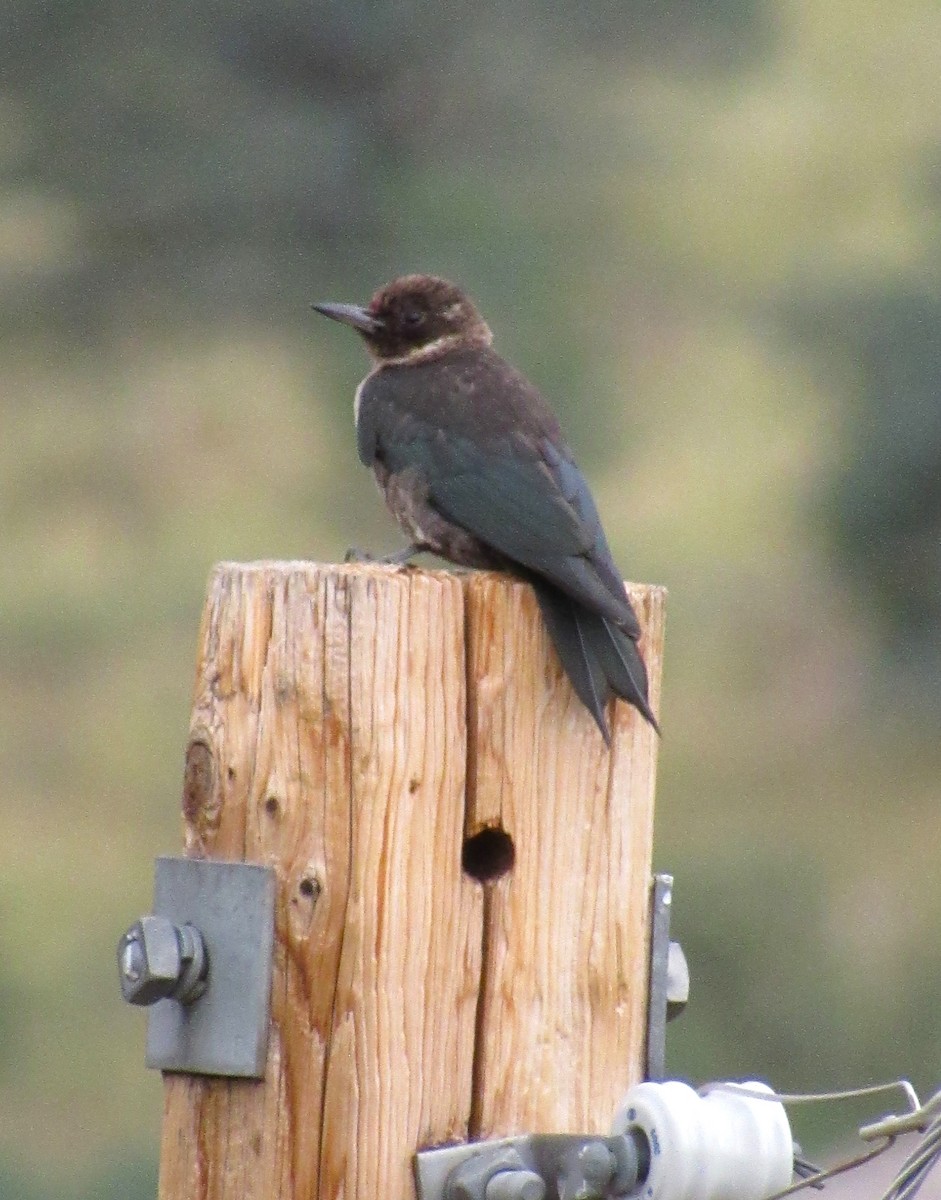 Lewis's Woodpecker - ML644332145