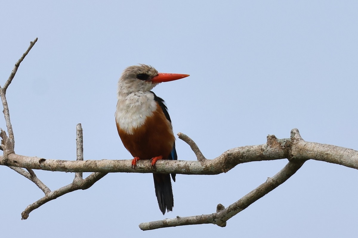 Gray-headed Kingfisher - ML644332149