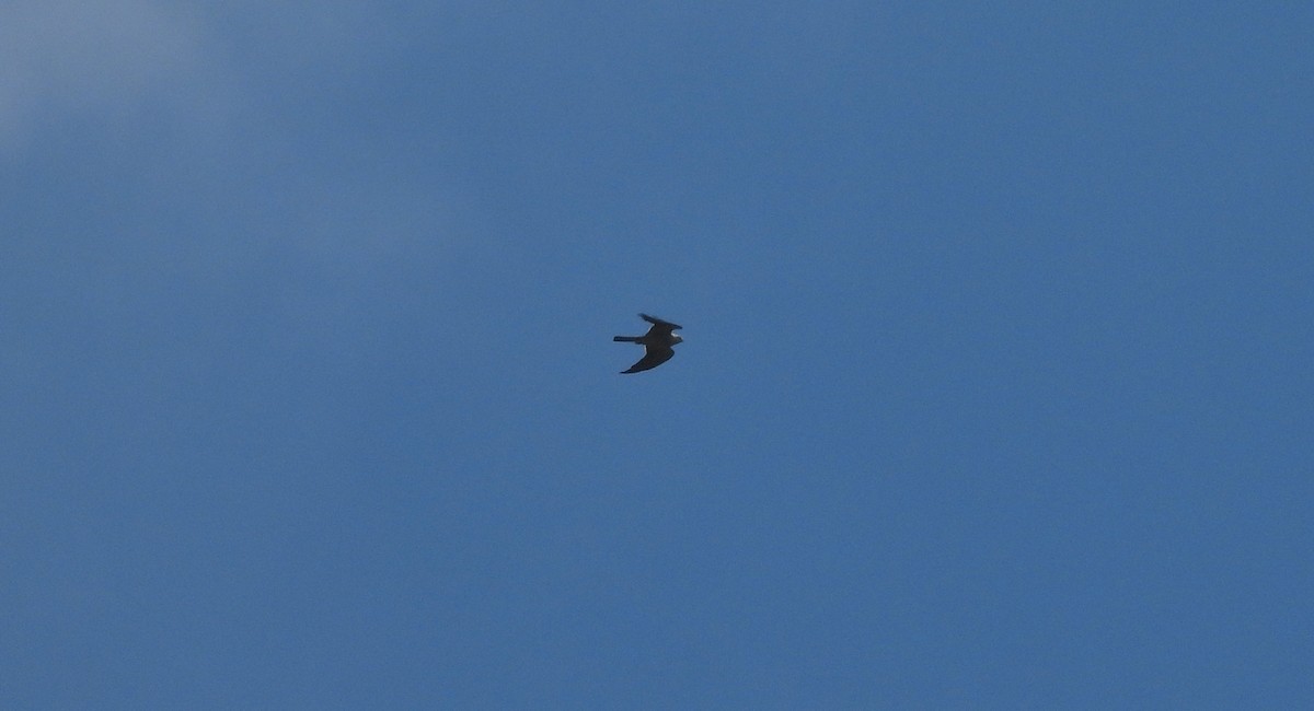 Mississippi Kite - ML644332171