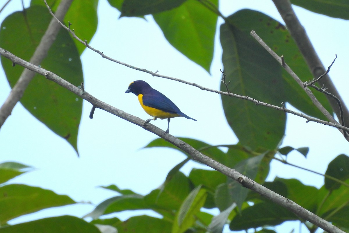 Scrub Euphonia - ML644332180