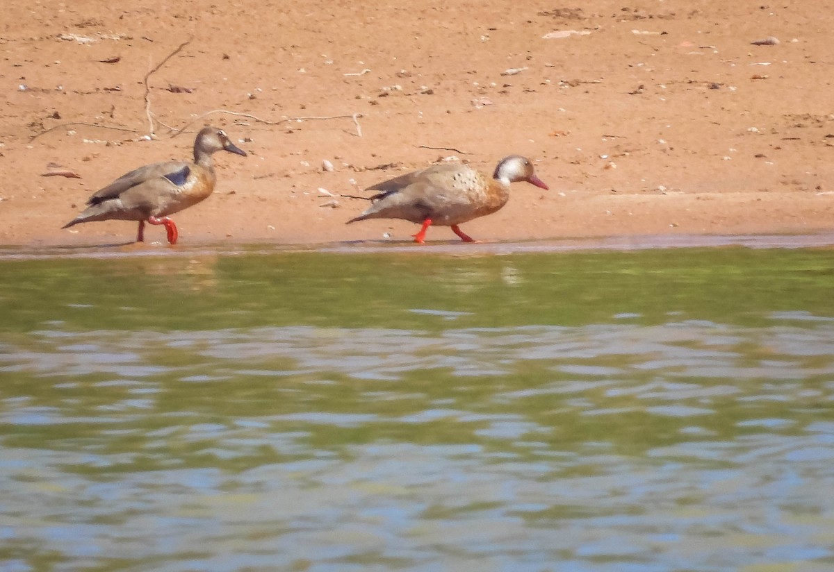 brasiland - ML644332182