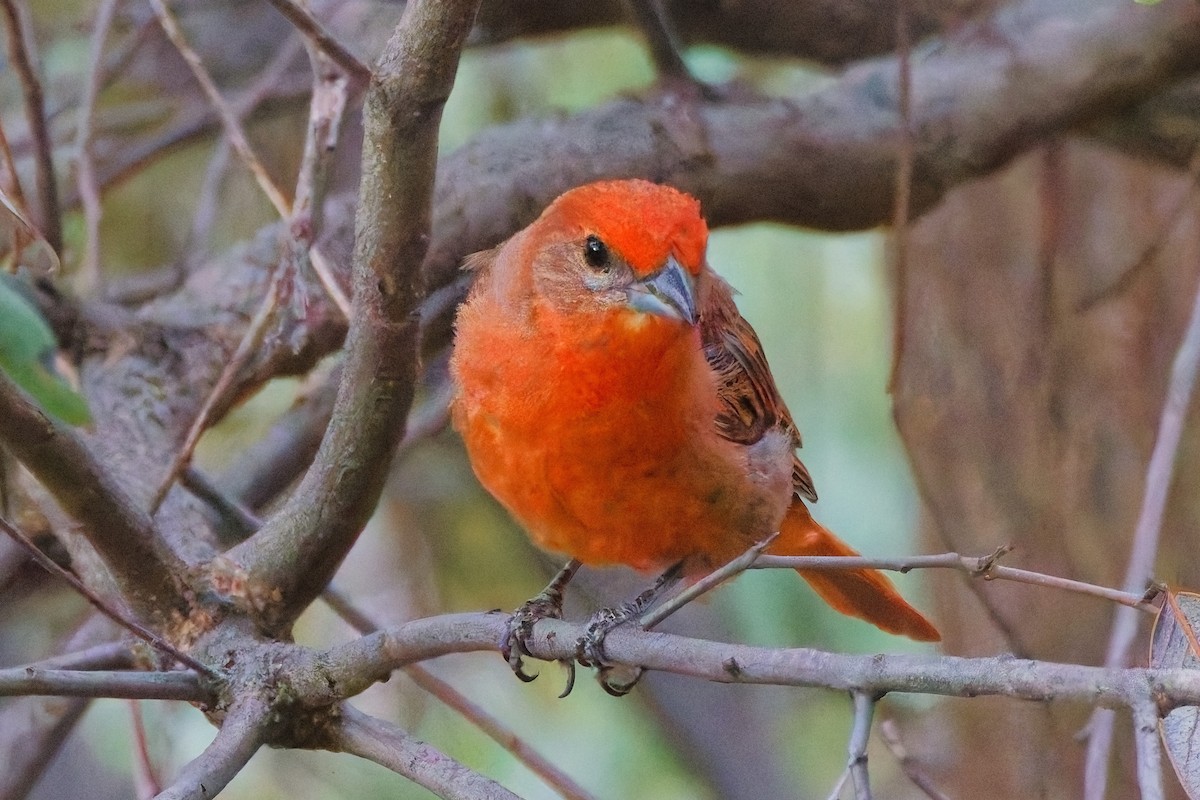 Hepatic Tanager - ML644332188