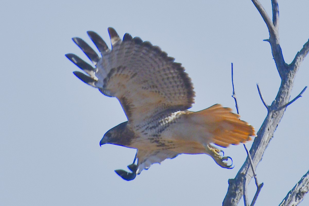 Red-tailed Hawk (borealis) - ML644332201