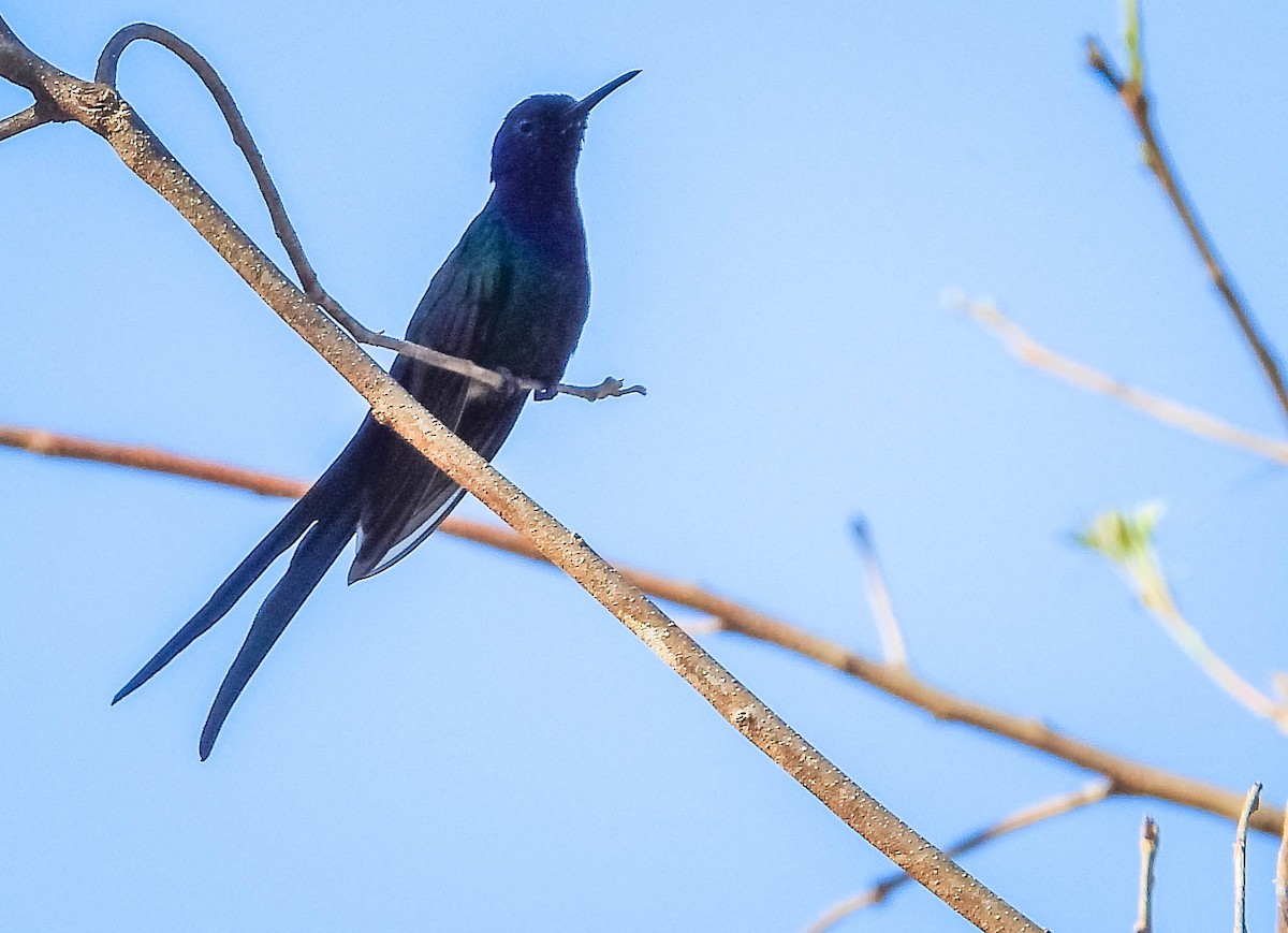 ツバメハチドリ - ML644332225