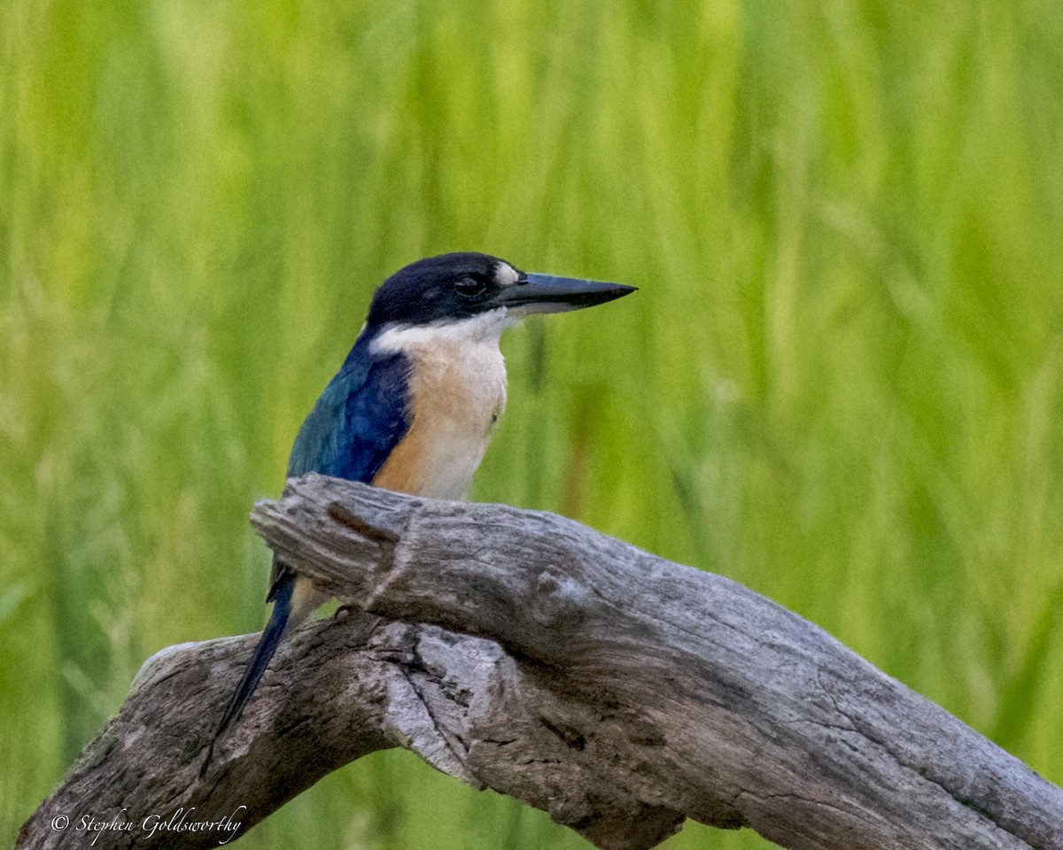 Forest Kingfisher - ML644332231