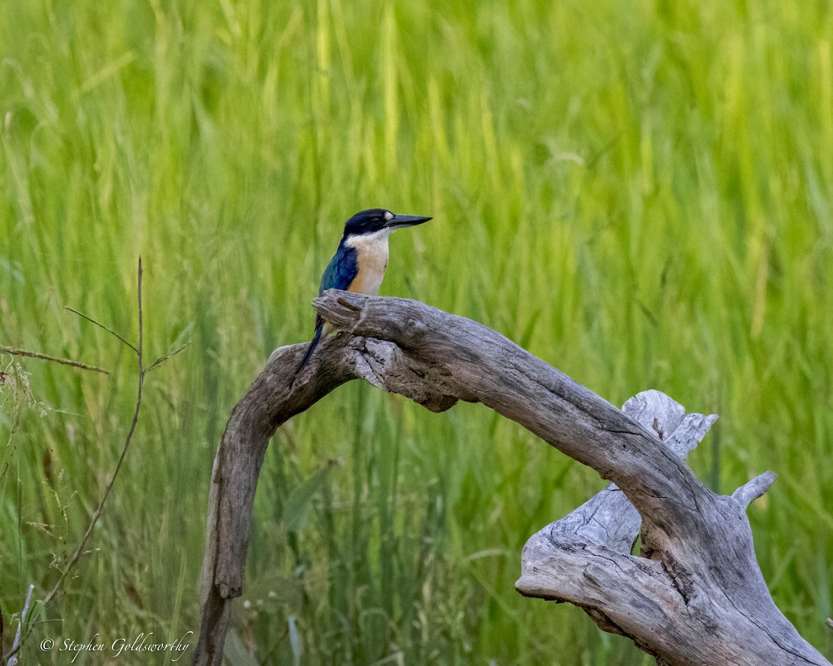 Forest Kingfisher - ML644332235