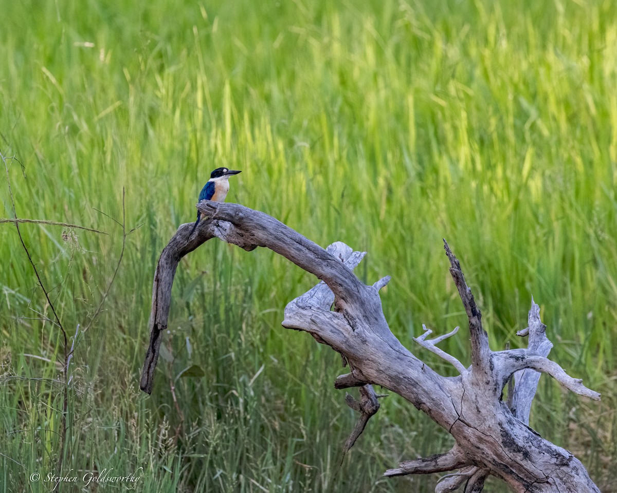 Forest Kingfisher - ML644332236