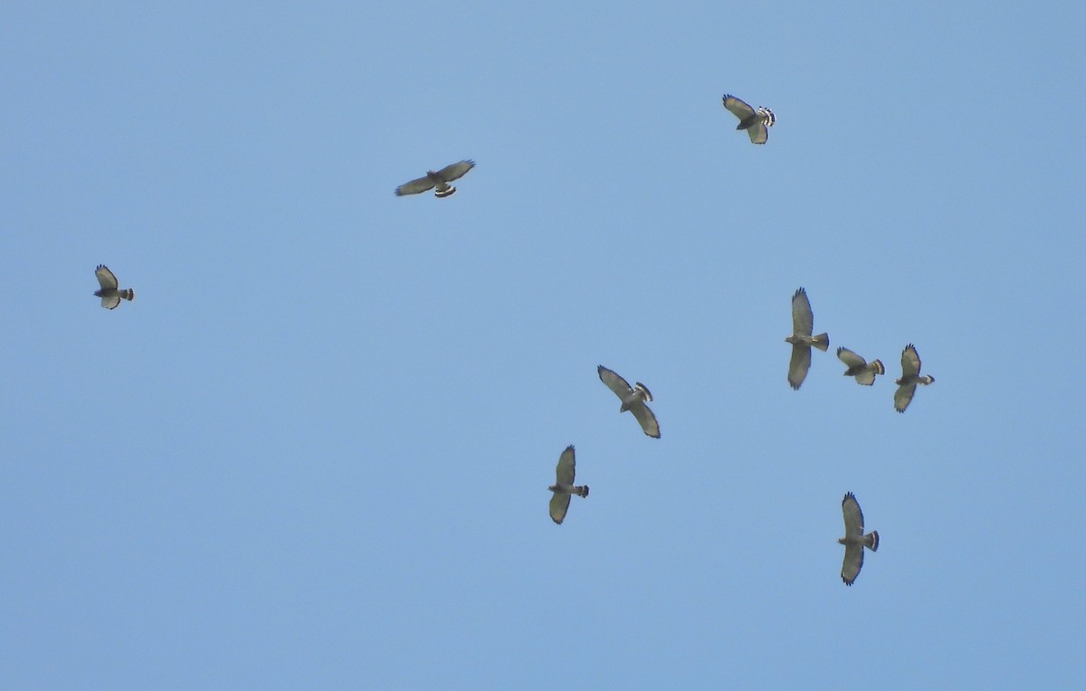 Broad-winged Hawk - ML644332241