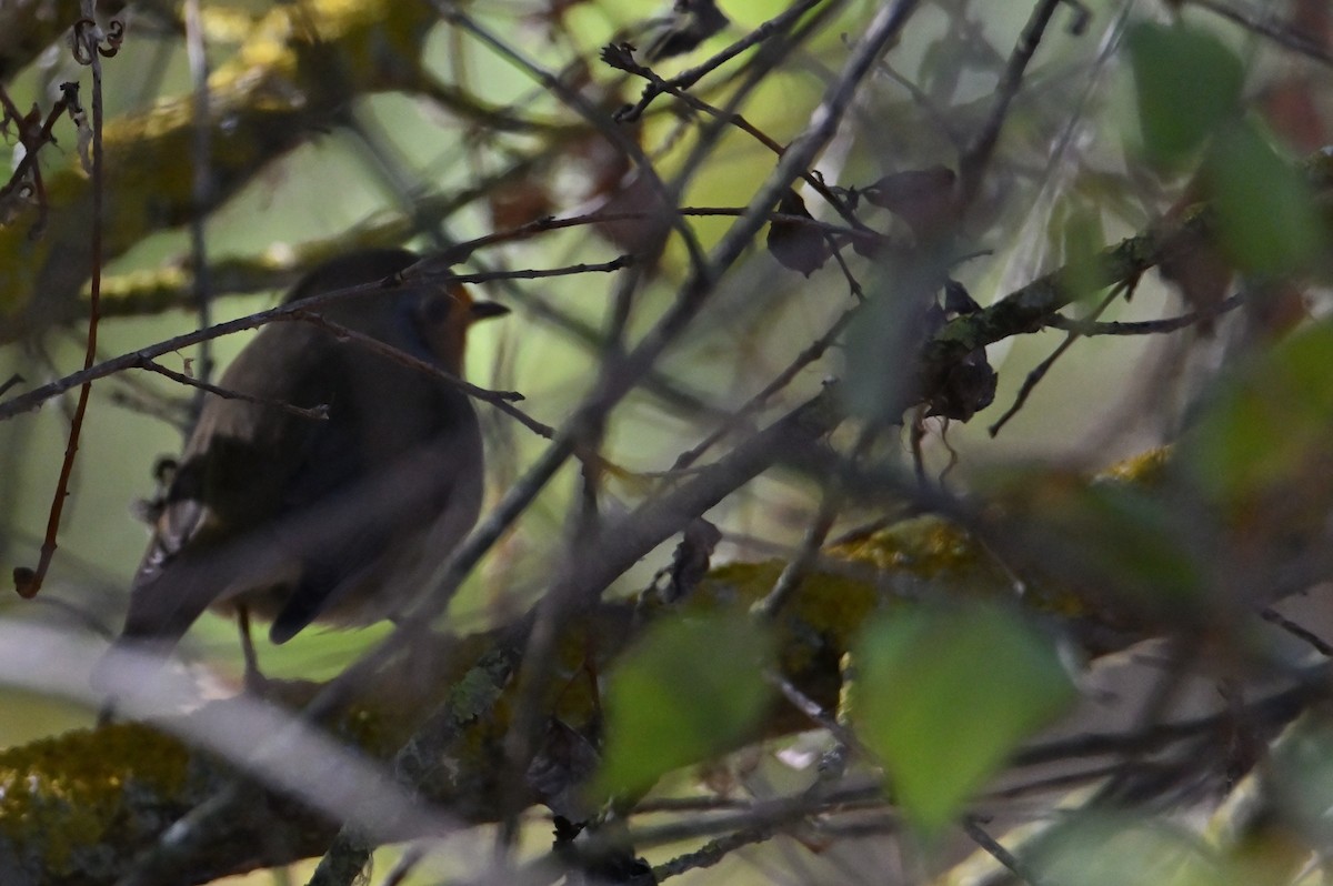 rødstrupe - ML644332242