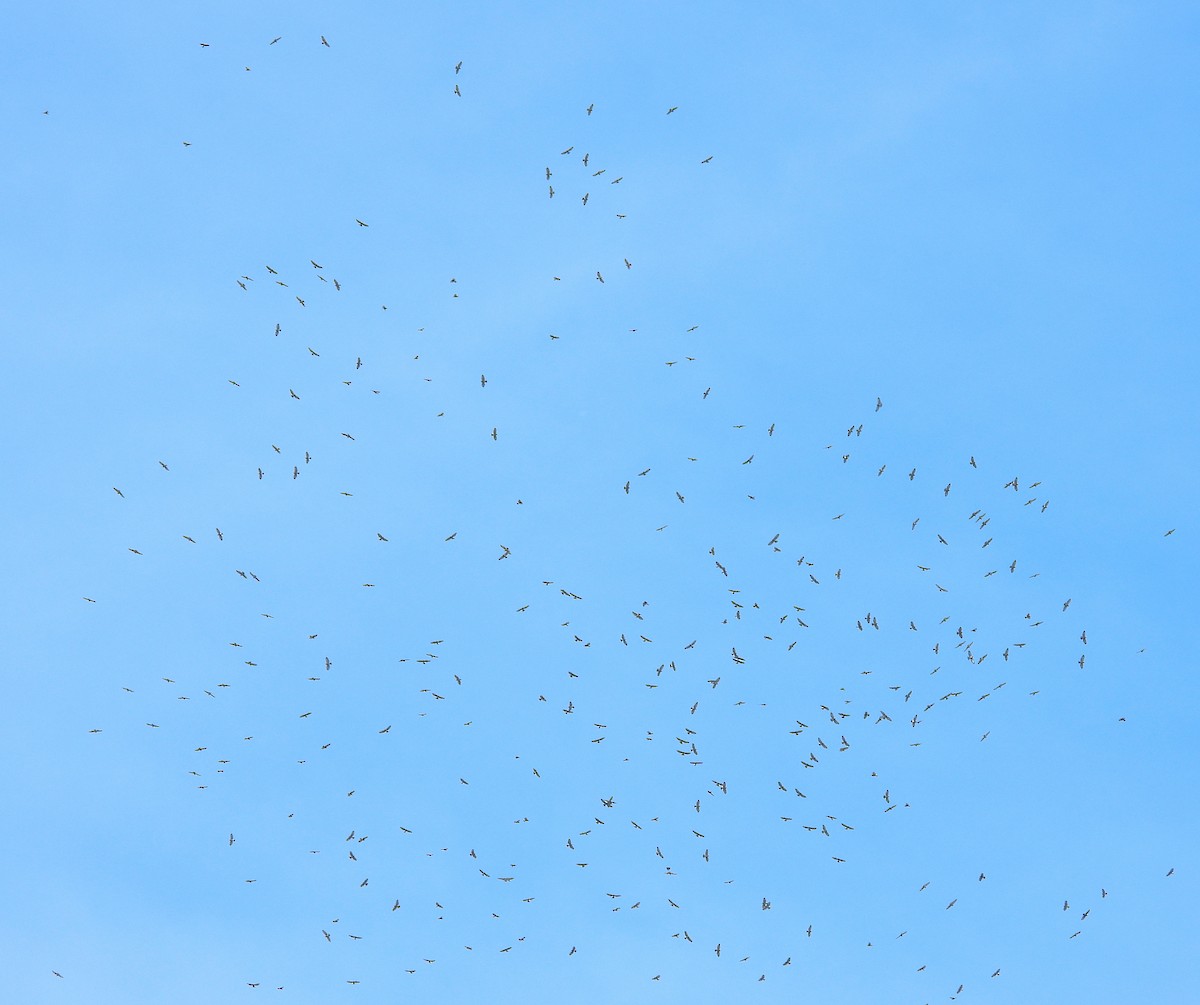 Broad-winged Hawk - ML644332243