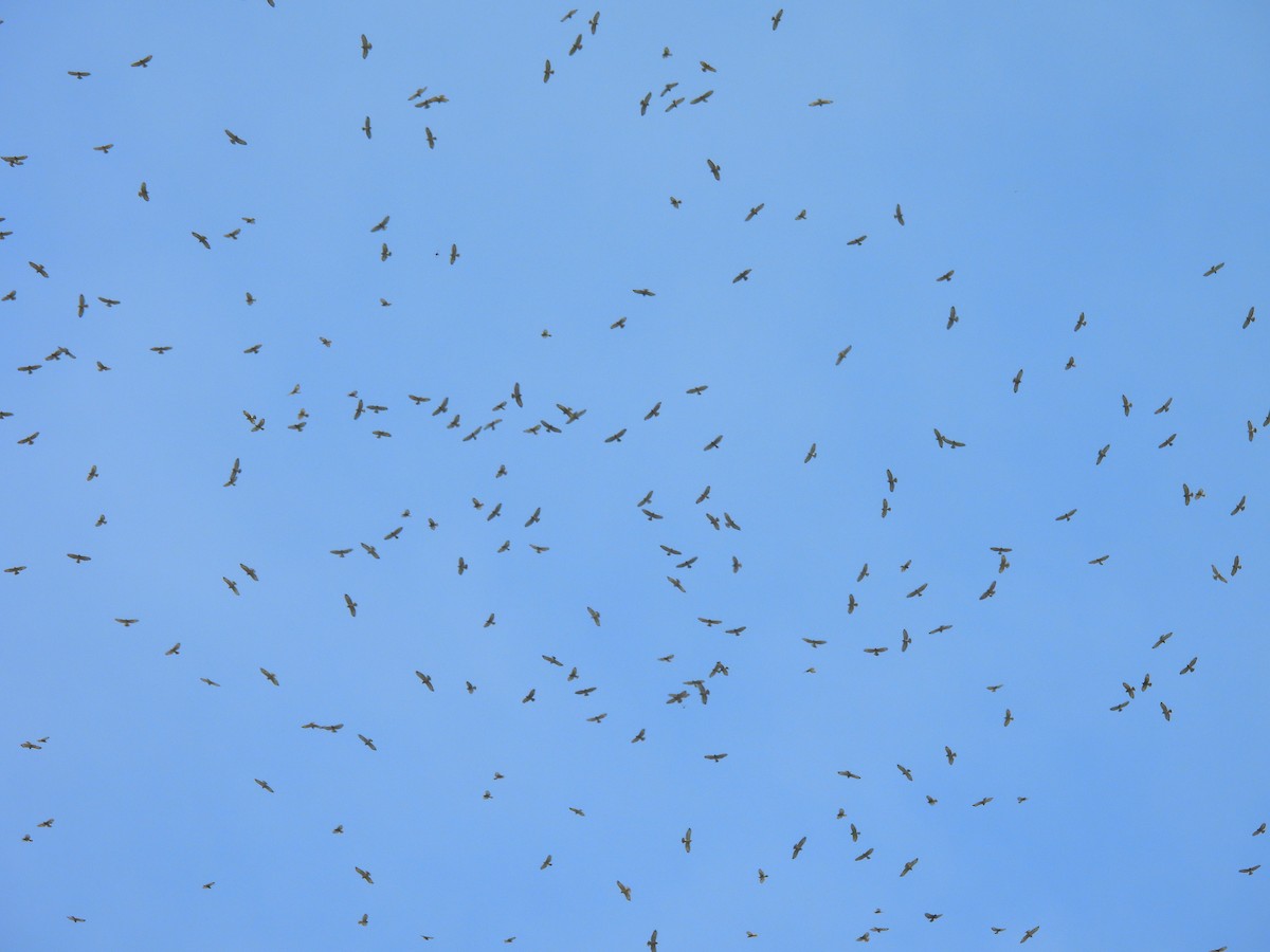 Broad-winged Hawk - ML644332244