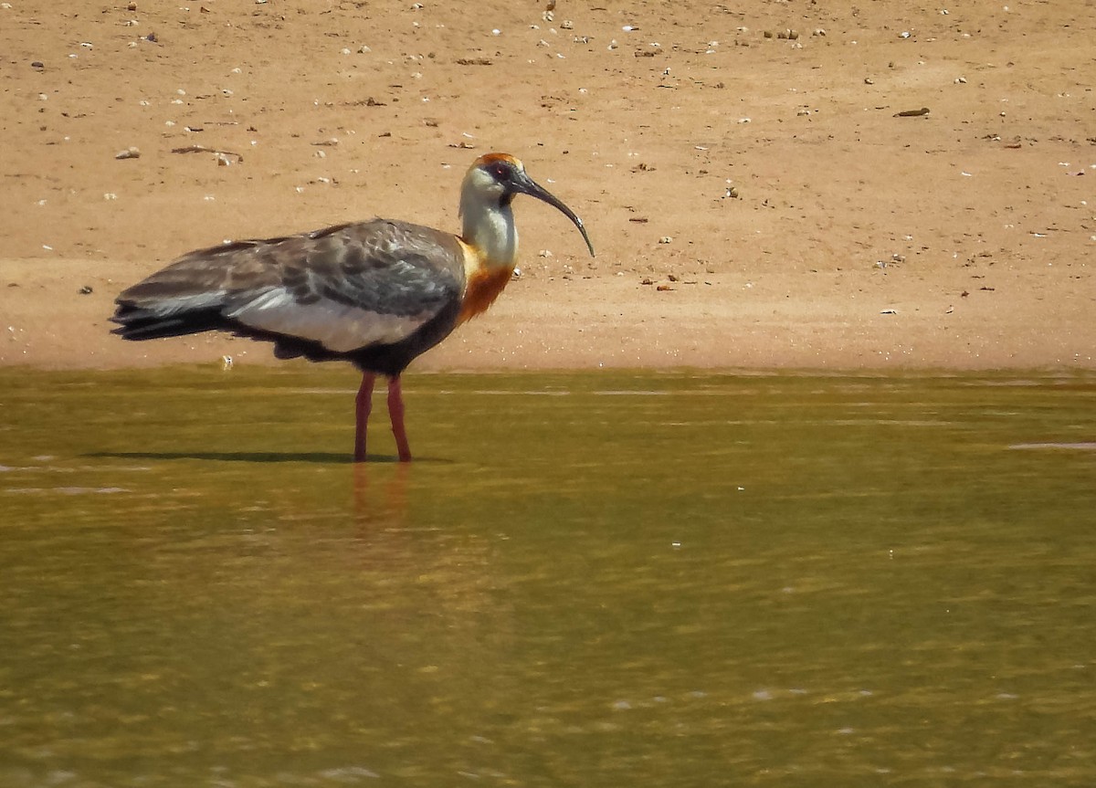Buff-necked Ibis - ML644332248