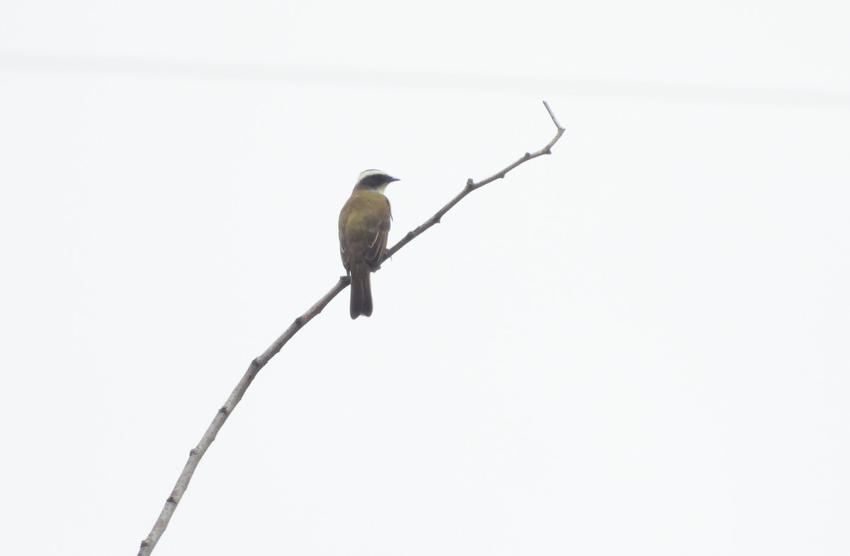 Social Flycatcher - ML644332251
