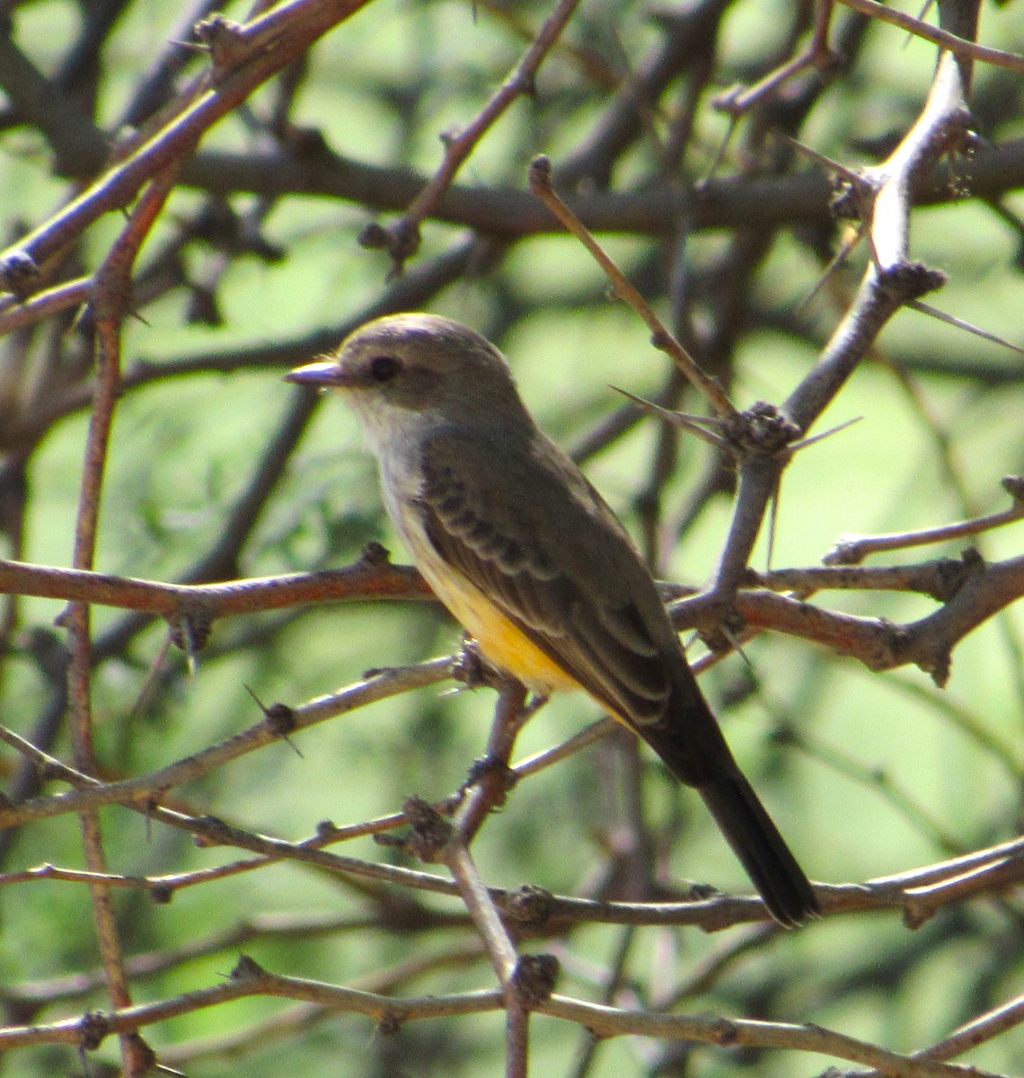 Rubintyrann - ML644332258