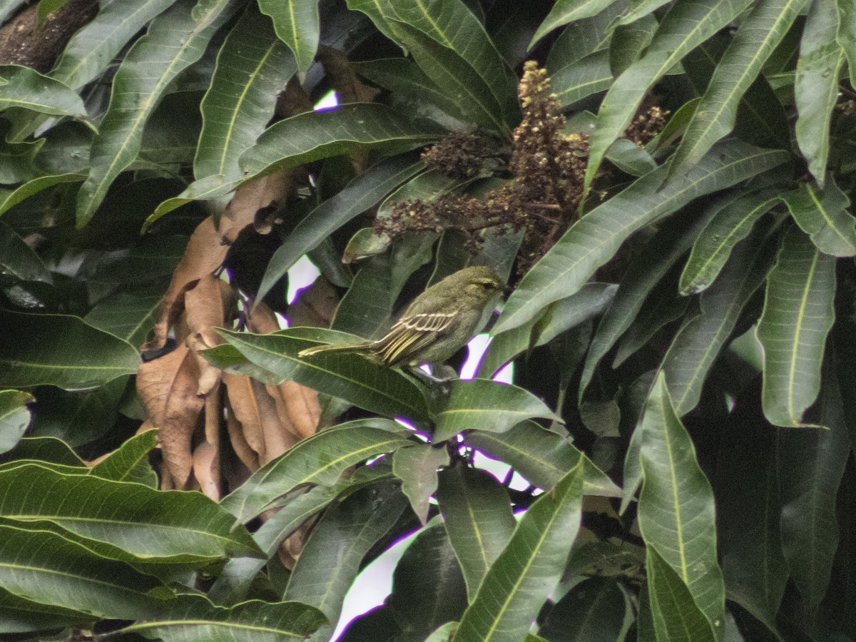Golden-faced Tyrannulet - ML644332260