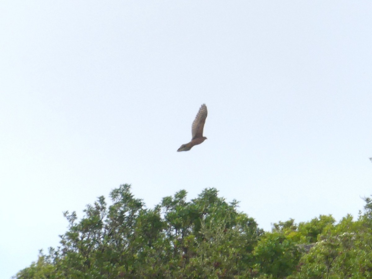 Үлэг харцага - ML644332272