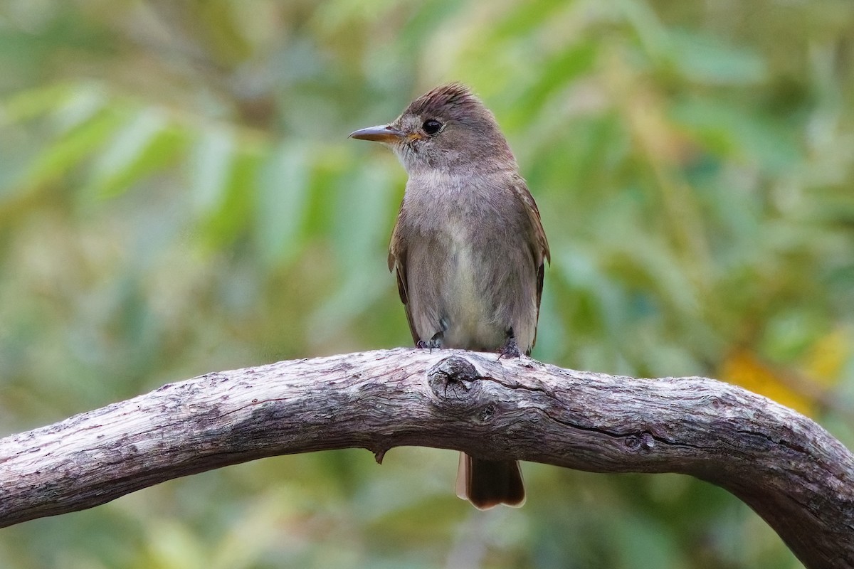 Western Wood-Pewee - ML644332277