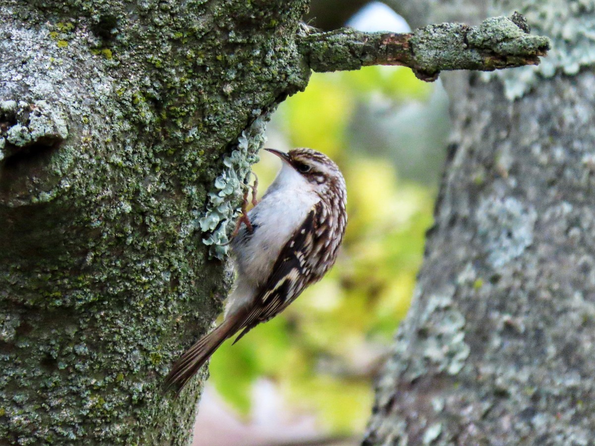 Brown Creeper - ML644332280